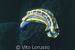 Nudibranchs - Hypselodoris fontandraui by Vito Lorusso 